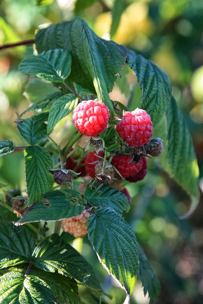 Amboise Daily Photo les framboises