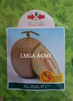 benih melon alina f1, budidaya melon alina f1, melon alina tahan virus, lmga agro