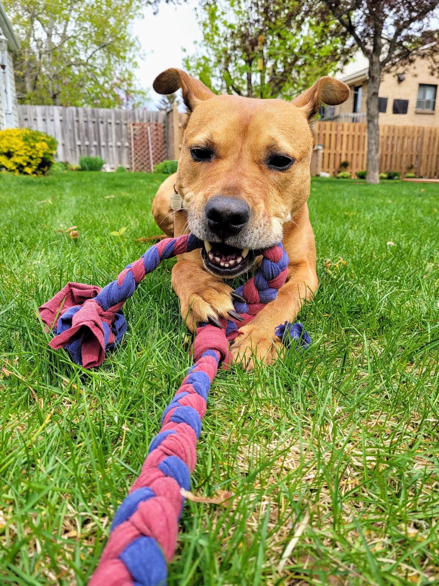 dog pull toy for yard