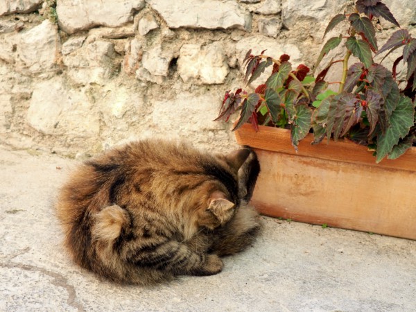 Porto Venere kittens