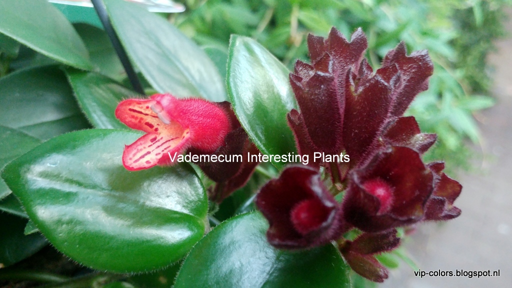 Vademecum Interesting Plants Aeschynantus Eszynantus Lipstick Plant