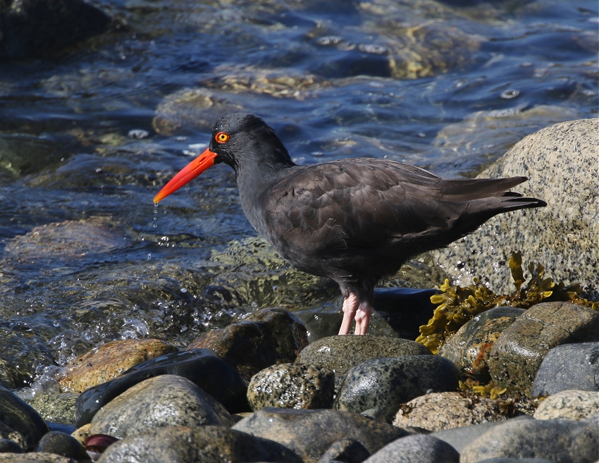 Powell River in Photos Black Oystercatchers