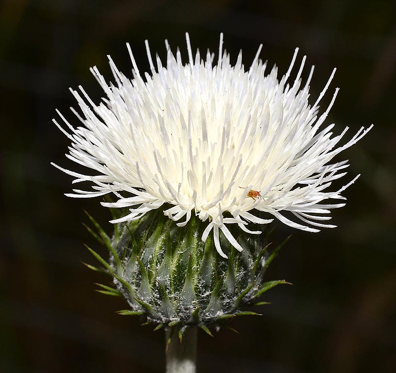 Flora Attica Tyrimnus leucographus