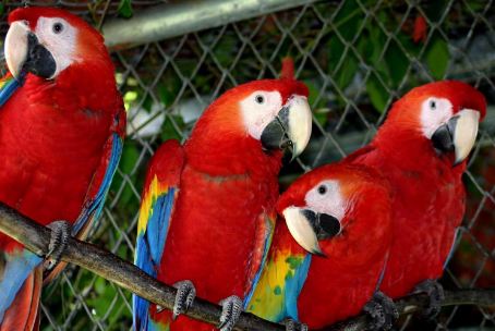 17++ Harga burung kakatua jambul kuning terupdate