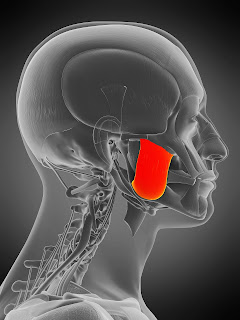 masseter mouth muscles