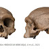 Crânio descoberto aponta nova espécie humana ou o tão procurado Denisovano