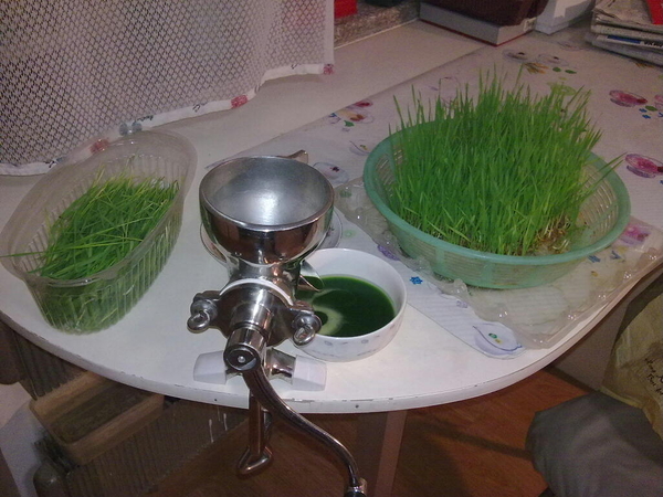 Sahabat Wheatgrass Full: Cara Membuat Jus Rumput Gandum ada beberapa cara