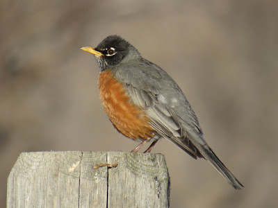 American Robin Klamath Basin National Wildlife Refuge https://www.wingsanddaydreams.com/search/label/Vermilion%20Flycatcher