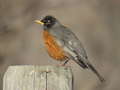 https://www.wingsanddaydreams.com/search/label/Vermilion%20Flycatcher