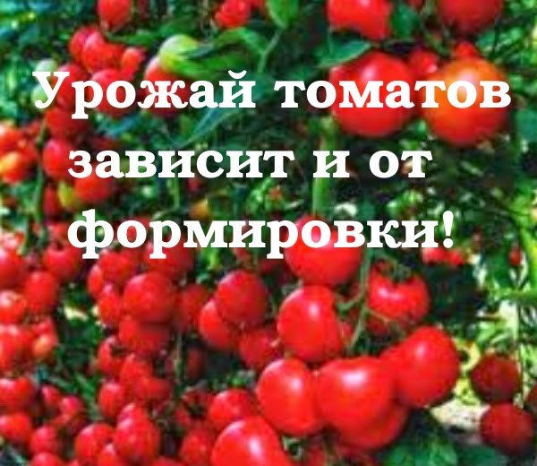 Томат москвич пасынковать