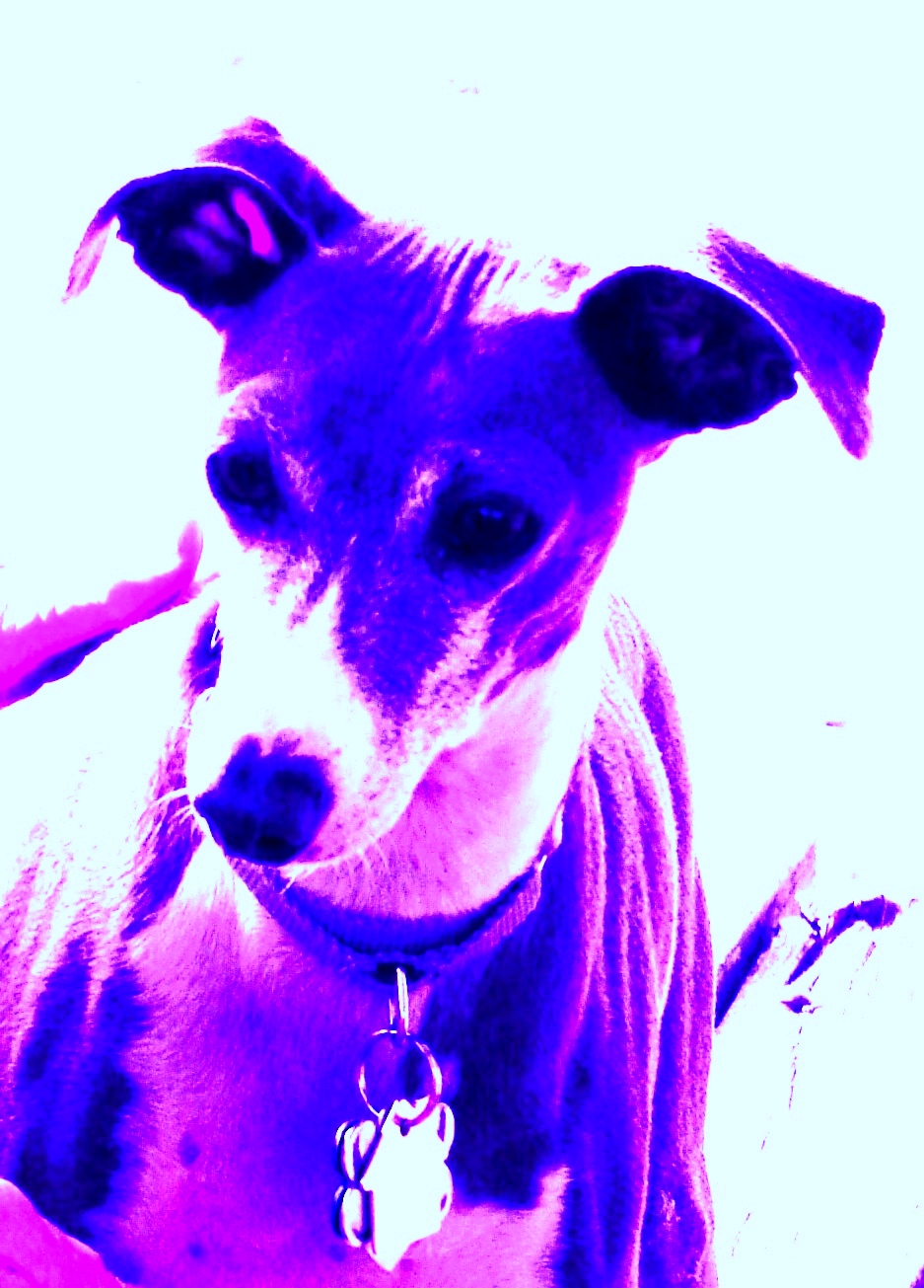 Why Is My Dogs Black Fur Turning Brown