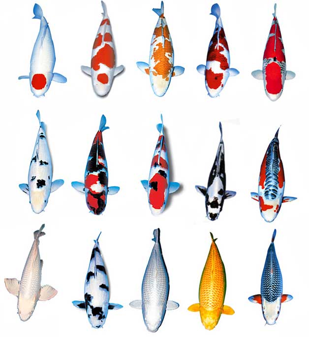 Jenis Ikan Koi Varietas dan Klasifikasinya jpg (628x684)