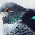 Una patrulla muy inusual: La patrulla de palomas de Londres 