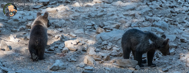 orsi slovenia due cuccioli di orso