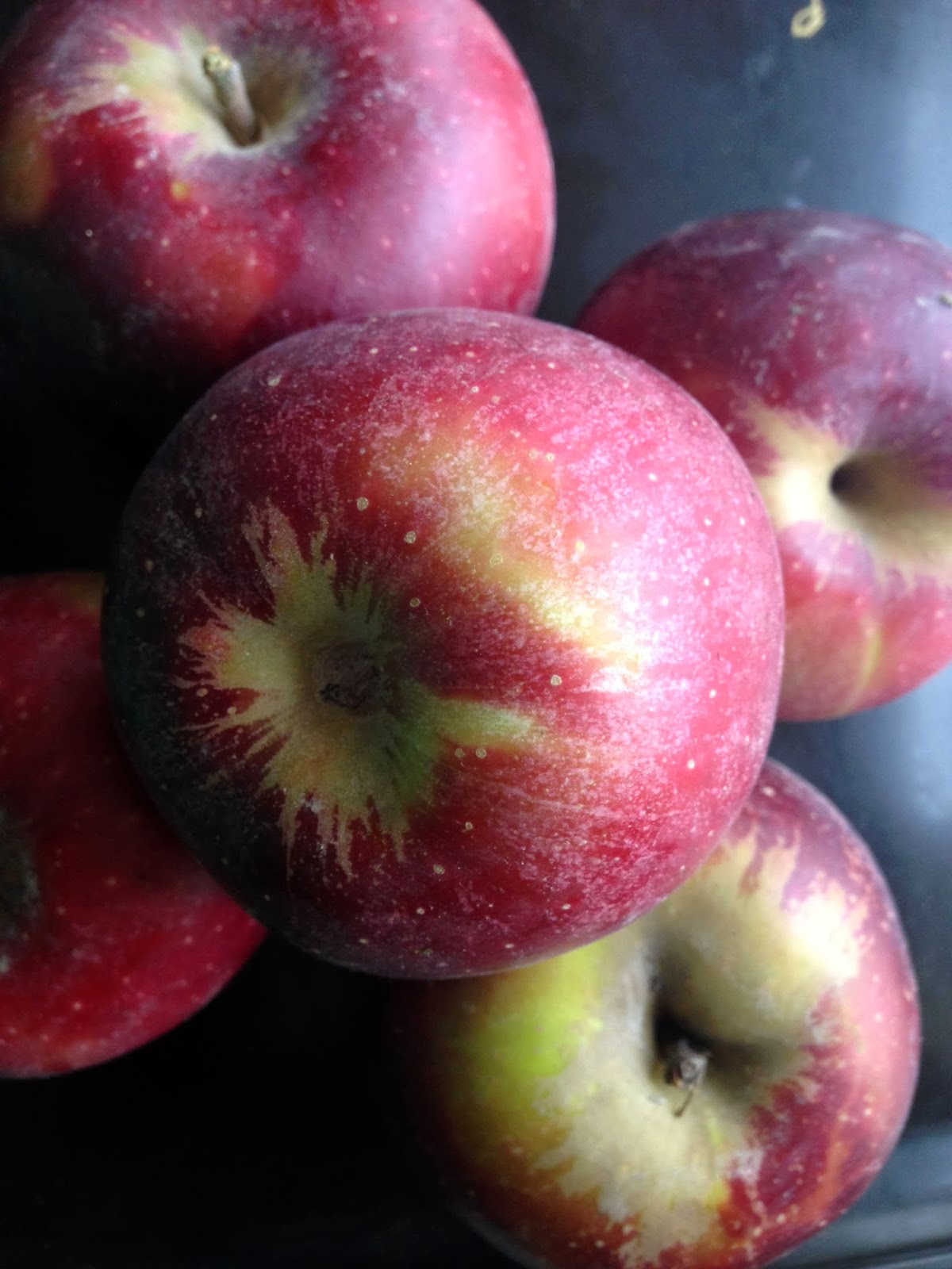 Fruitful Arkansas Black Apples