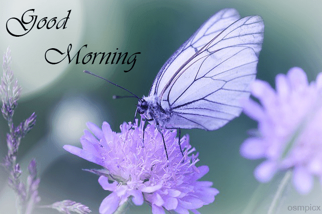 120+ Good Morning Images HD | Butterfly Morning Wishes, Quotes
