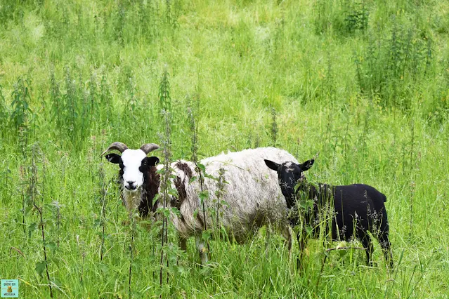 Ovejas en Los Cotswolds