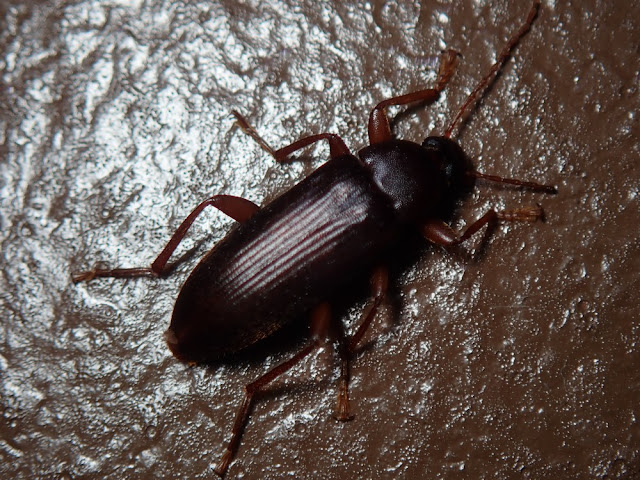 Lobopoda sp Lobopoda sp