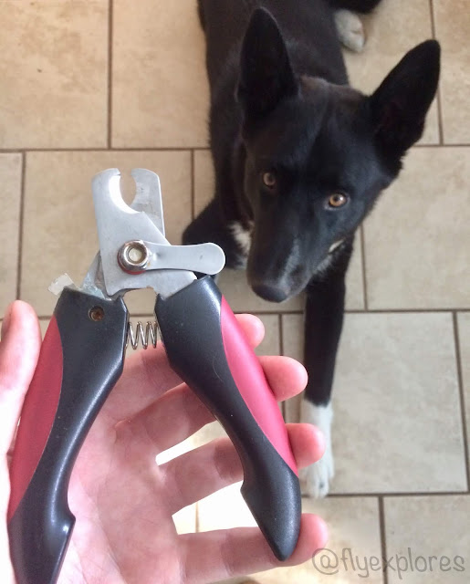 Fly Explores: How to Trim Your Dog's Nails - Tips and Tricks
