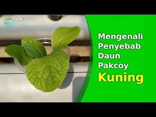 Penyebab Daun Tanaman Hidroponik Menguning