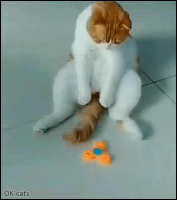 Funny Cat GIF • Clever and lazy cat playing with fidget spinner with his tail, haha Funny Cat GIF • Clever and lazy cat playing with fidget spinner with his tail, haha