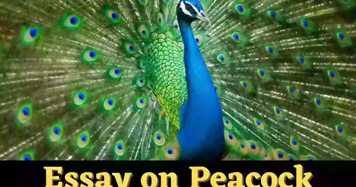 Peacock essay in english for class 5 image