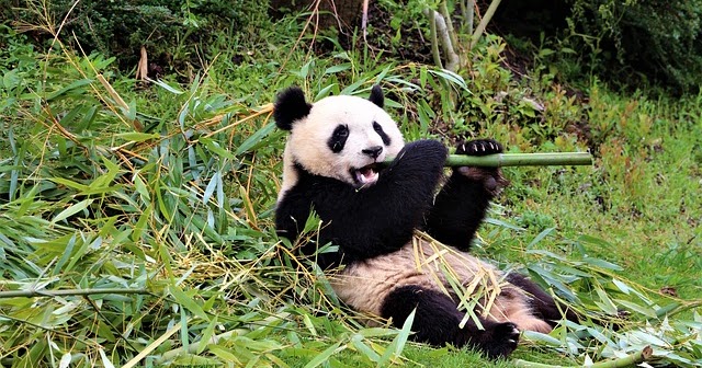 תוצאת תמונה עבור דוב פנדה