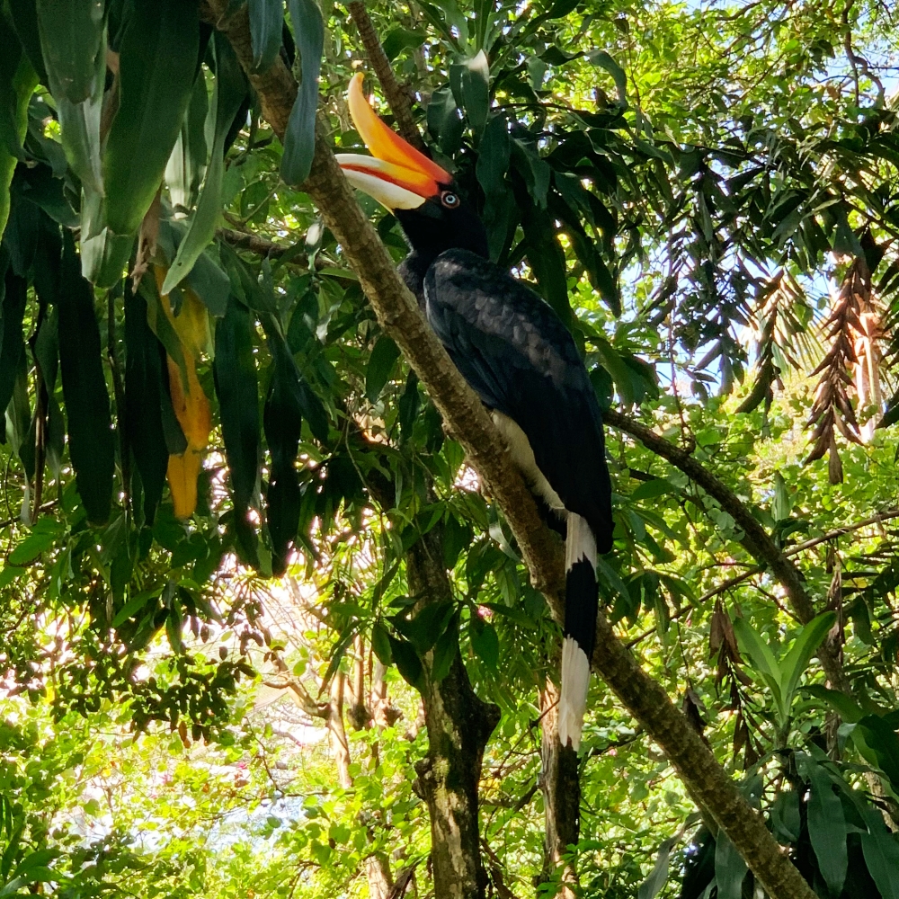 KL Bird Park Malaysia, Aktiviti Cuti Sekolah, Bird Park Kuala Lumpur, Hornbill Restaurant, Rawlins GLAM, Rawlins Lifestyle, Rawlins Travels