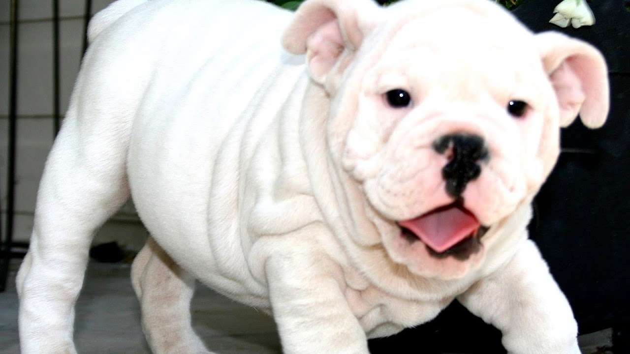 English French Bulldog Mix Puppies For Sale French Choices