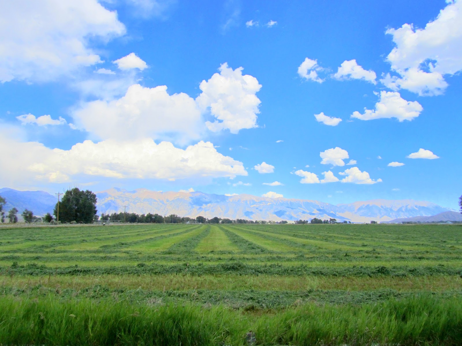 Keeping Focused: Swathing Hay