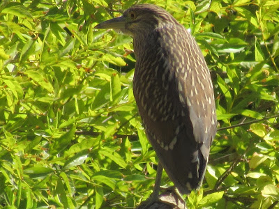 Colusa National Wildlife Refuge