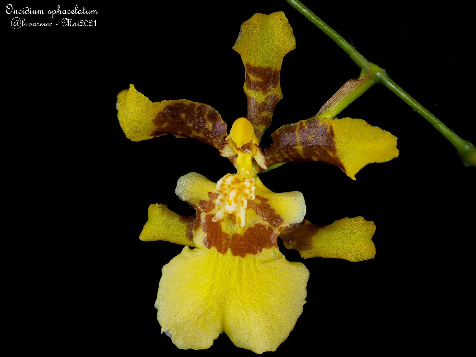Oncidium sphacelatum