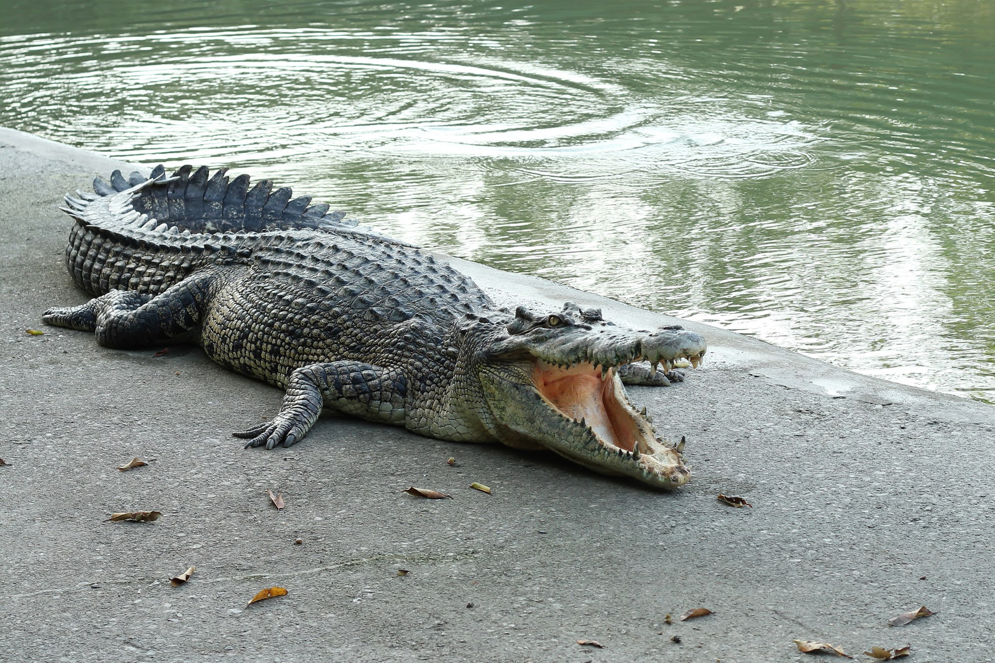 9 Krokodile, die Sie gerne auffressen würden