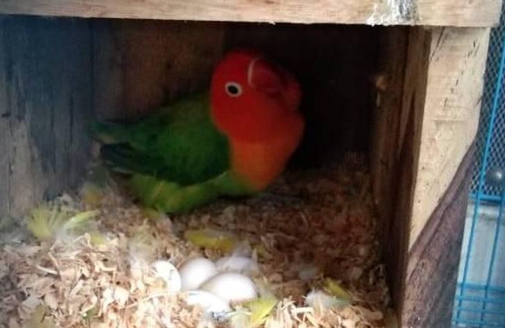 Harga Lovebird 2019 Terbaru Update Harga Lovebird Biola