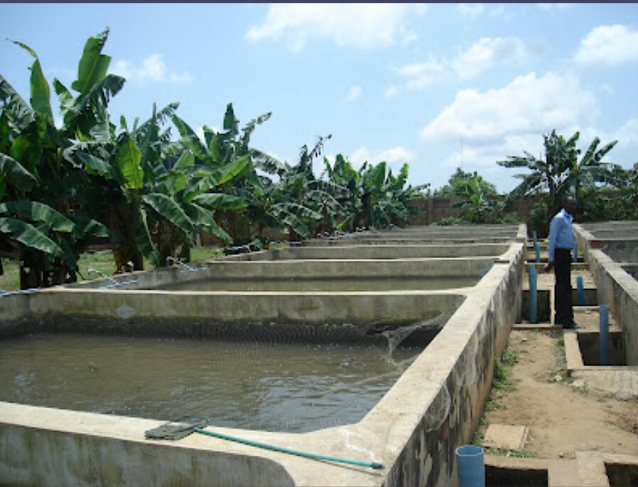 How to Construct Fish Ponds (Step by Step Guide)