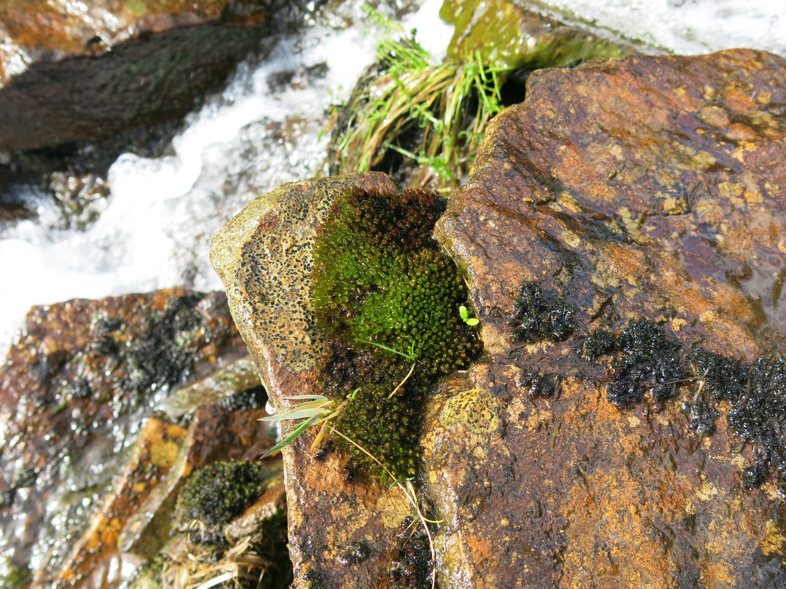 South Wales Bryophytes Cwm Celyn revisited 27 years on