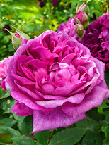 Reine des violettes