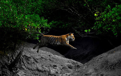 View Royal Bengal Tiger during Sundarban Tour from Kolkata