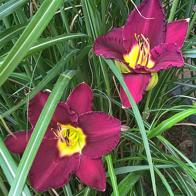 Gartensaison Ist Immer Gartentipps Von Eva Schumann Wenn