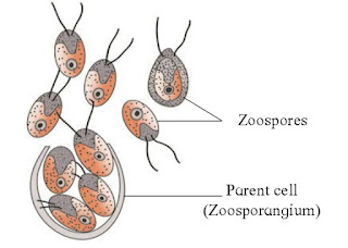 What is Reproduction | Definition | Types of reproduction | Importance