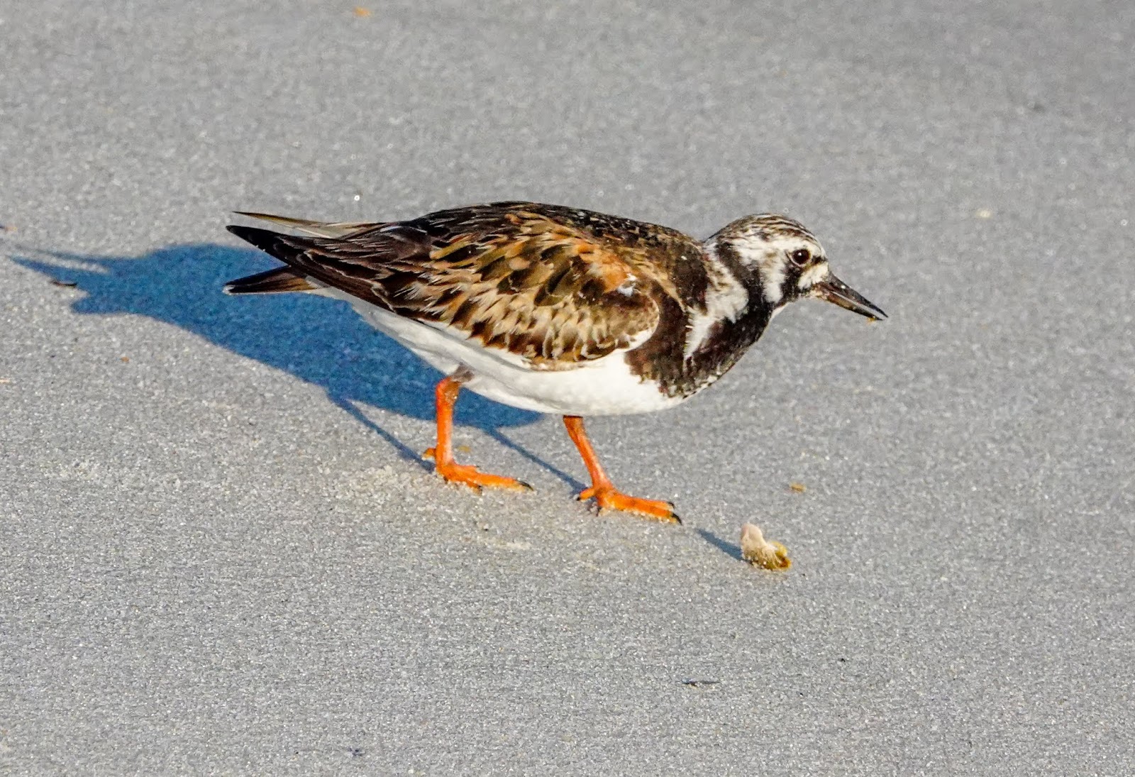 Gale's Photo and Birding Blog Shorebird Migration