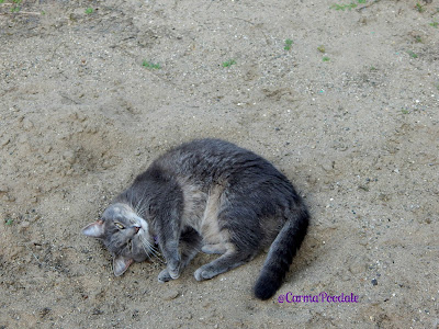 Grey kitty rolling in the sand