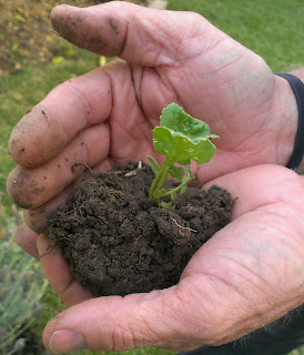 markie d: : The Tender Reed! FRAGILE HANDLE WITH CARE