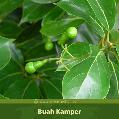 Buah Kamper