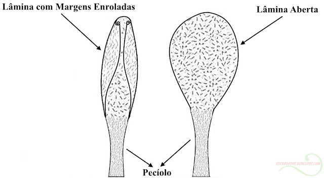 onde-plantar-drosera-guia-de-identificação