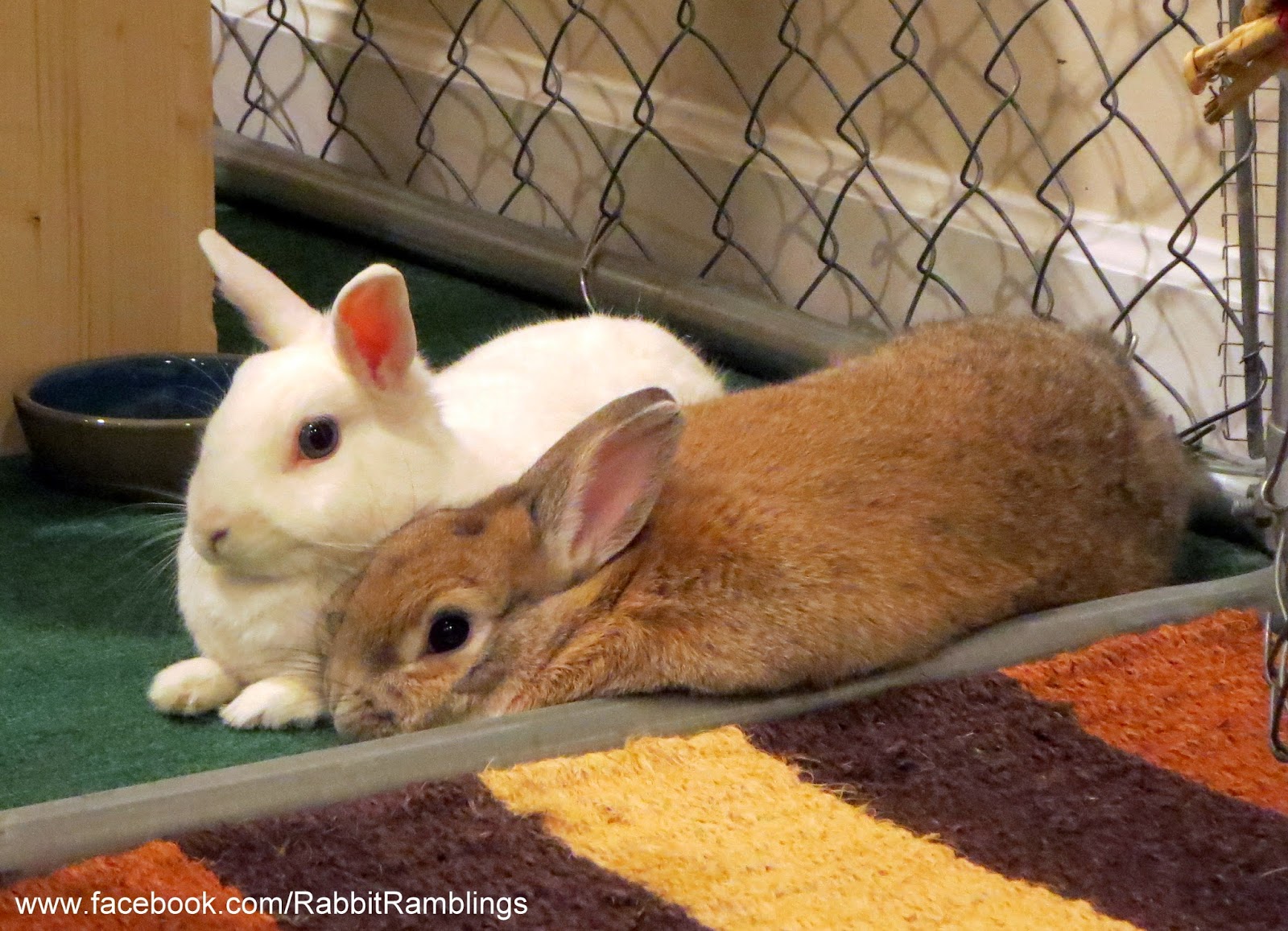 Rabbit Ramblings: Bonded bunny snuggles