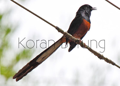 Tips Pemilihan Murai Batu Yang Bagus Menurut Kicau Mania Berpengalaman Murai kerikil merupakan salah satu burung yang Tips Pemilihan Murai Batu Yang Bagus Menurut Kicau Mania Berpengalaman