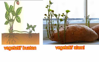 Perkembangbiakan Vegetatif Alami Dan Vegetatif Buatan Sekolah Dasar