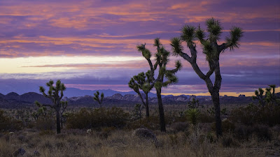 Sunset, desert, trees, bushes, mountains