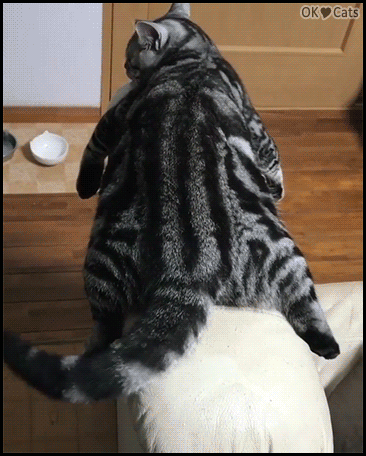 Funny Cat GIF • Lazy silver Tabby cat lying on his stomach on couch, wagging his tail